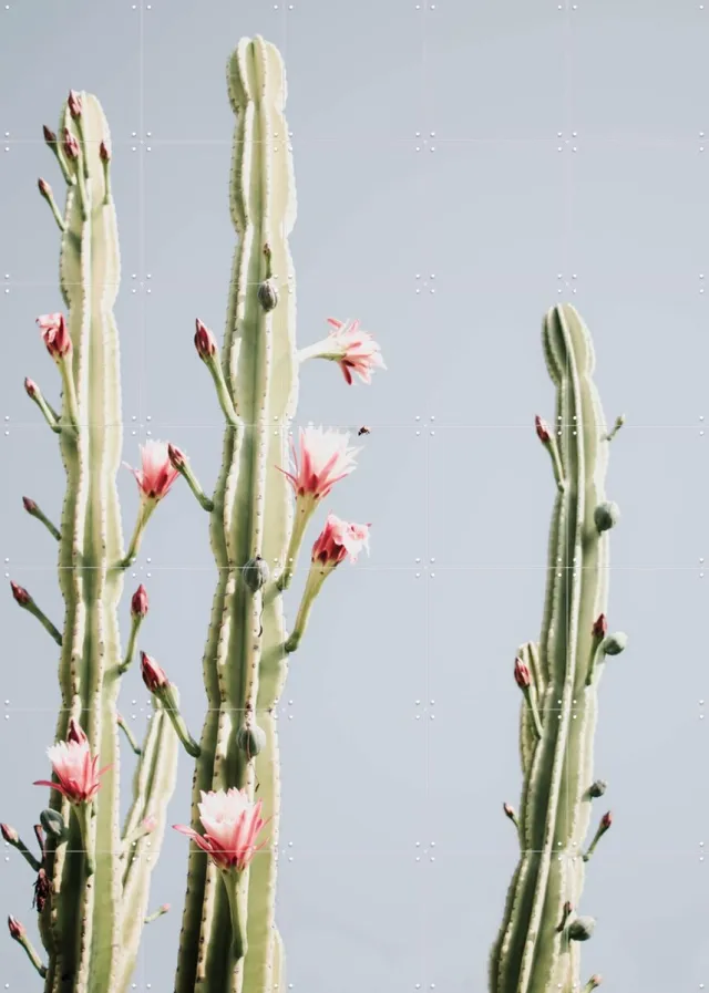 IXXI Cerus Cactus Flowers, Ingrid Beddoes - 100 x 140 cm - Grote wanddecoratie en posters - Fotografie, Woonkamer, Slaapkamer, Cactus, Botanisch Roze / Lichte tinten