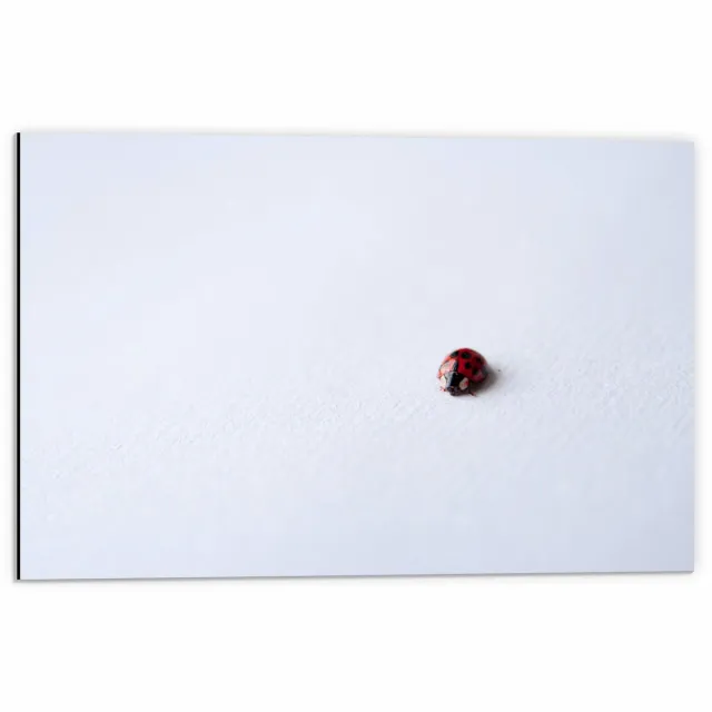 KuijsFotoprint Dibond - Lieveheersbeestje op Witte Achtergrond - 60x40cm Foto op Aluminium (Met Ophangsysteem) Rood