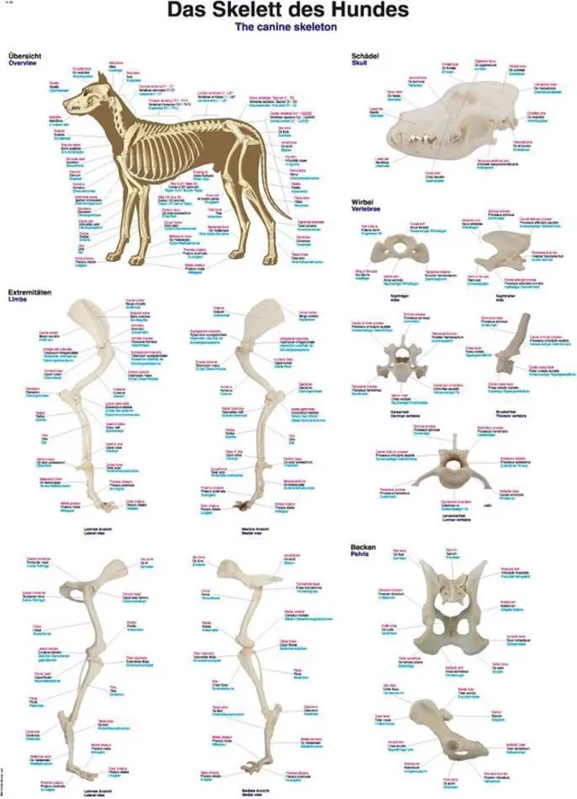 Erler-Zimmer Skelet hond poster (Kunststof-folie, 70x100 cm)