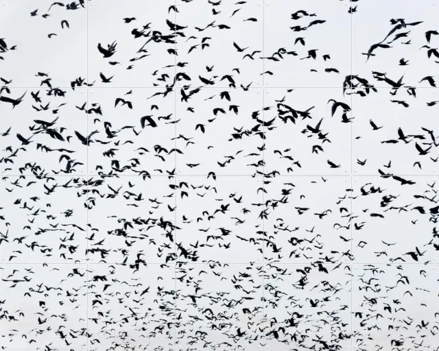 IXXI 999 Birds, Photolovers - 100 x 80 cm - Grote wanddecoratie en posters - Fotografie, Vogels, Natuur Zwart en wit