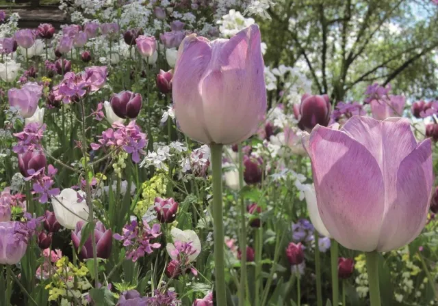 Linea Hogar 1x Zelfklevende poster Tulipanes | 200x140cm | Tulpen Paars