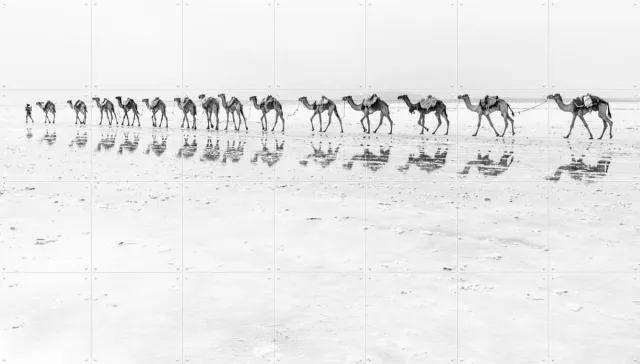 IXXI Salt Transport with Camels, Photolovers - 140 x 100 cm - Grote wanddecoratie en posters - Minimalisme, Fotografie, Woonkamer, Slaapkamer, Natuur Zwart en wit / Monochroom / Wit / Lichte tinten