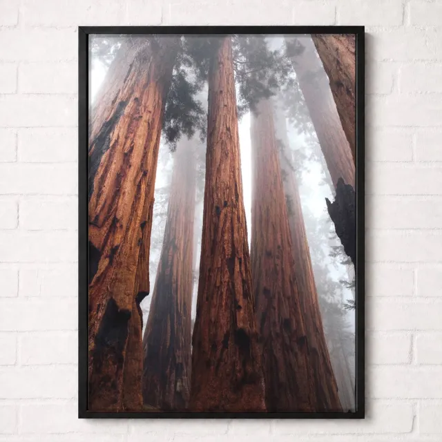 Kleurmedia Reuzenbomen in de Mist Poster - Forest Nature Collection - Natuur Posters - A1+ 61 x 91,5 cm Bruin