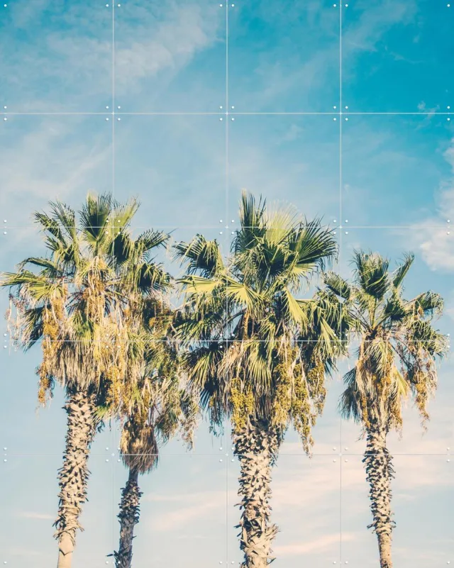 IXXI Barcelona Palm Trees, Pati Photography - 80 x 100 cm - Grote wanddecoratie en posters - Fotografie, Vintage, Slaapkamer, Woonkamer, Botanisch Lichte tinten / Groen