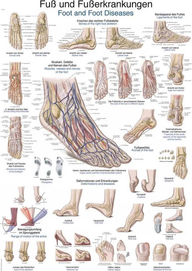 Erler-Zimmer Het menselijk lichaam - anatomie poster voet en voetaandoeningen (Duits/Engels/Latijn, papier, 50x70 cm) + ophangsysteem met ophangsysteem