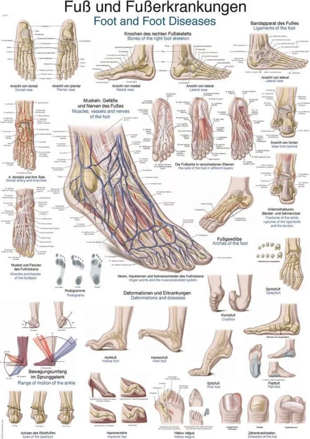 Erler-Zimmer Het menselijk lichaam - anatomie poster voet en voetaandoeningen (Duits/Engels/Latijn, papier, 50x70 cm) zonder ophangsysteem