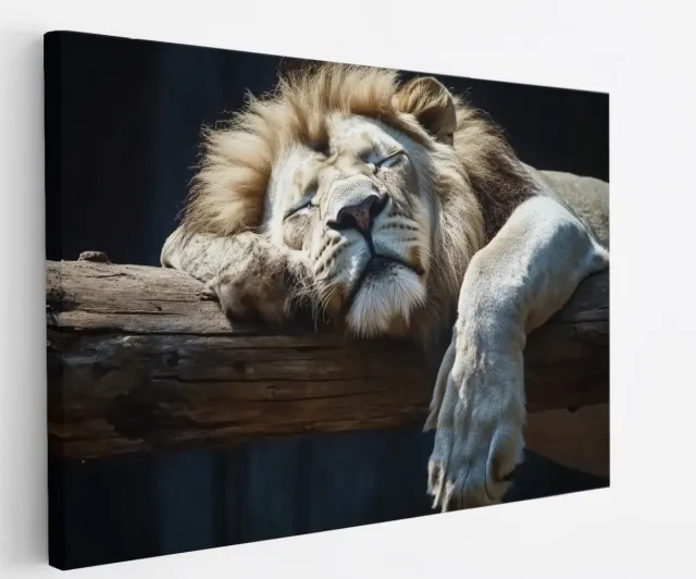 Saammp Canvas Schilderij - Slapende Leeuw op boomstronk - Dieren - Natuur - 60x40 - Foto op canvas - Wanddecoratie - Muurdecoratie Woonkamer - Slaapkamer decoratie - Canvas Print Multicolor