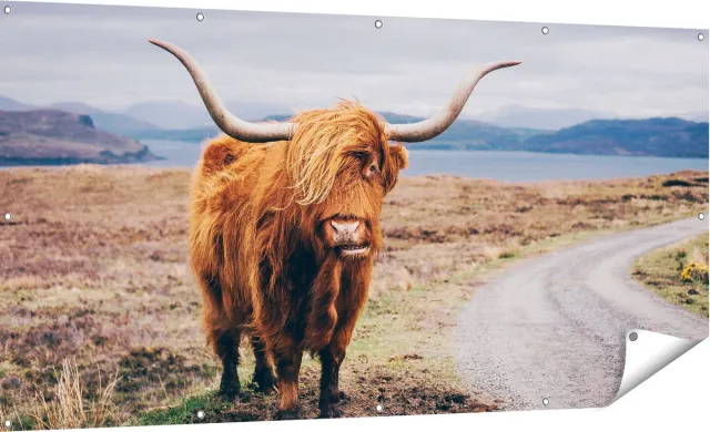 Gards Tuinposter Schotse Hooglander Koe op de Weg - 180x90 cm - Tuindoek - Tuindecoratie - Wanddecoratie buiten - Tuinschilderij Multikleur
