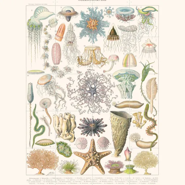 IXXI Oceanographie, Aster Edition - 80 x 100 cm - Grote wanddecoratie en posters - Vintage, Naturalisme, Illustraties, Woonkamer, Zeeleven Blauw / Lichte tinten