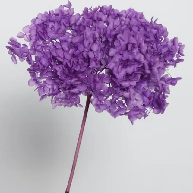 Artemio Boeket van gedroogde bloemen Artemio paars