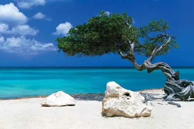 ABYSTYLE Poster Tom Mackie - Divi Divi Tree 91,5x61cm Divers