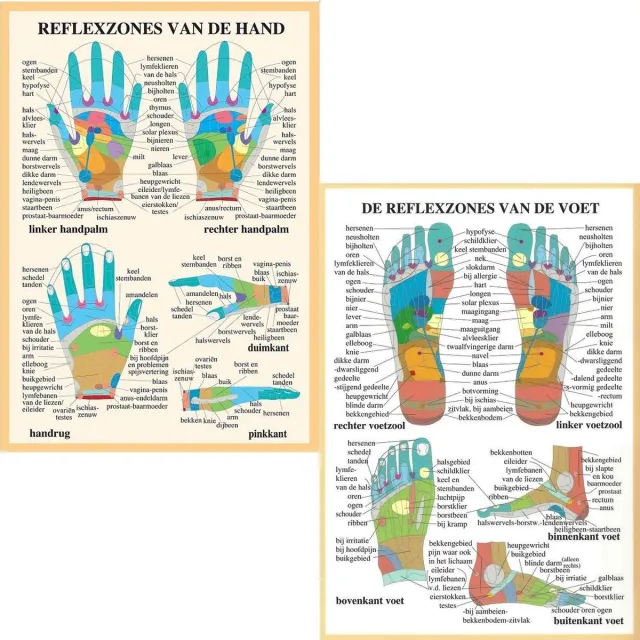 van Baarle Het menselijk lichaam - anatomie posters hand- en voetreflexologie (Nederlands, gelamineerd, A2) zonder ophangsysteem