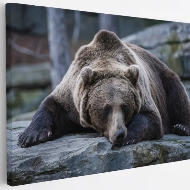 Saammp Canvas Schilderij - Slapende Bruine Beer - Natuur - Dieren - 30x20 - Foto op canvas - Wanddecoratie - Muurdecoratie Woonkamer - Slaapkamer decoratie - Canvas Print Multicolor