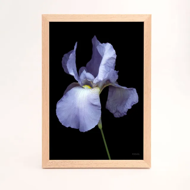 Rijkvol Blossom Print A4 - Black Edition - Bearded Iris 01 - bloemenfotografie - kunstprint - bloemen - print - minimalistische wallart - Iris - met houten lijst zwart