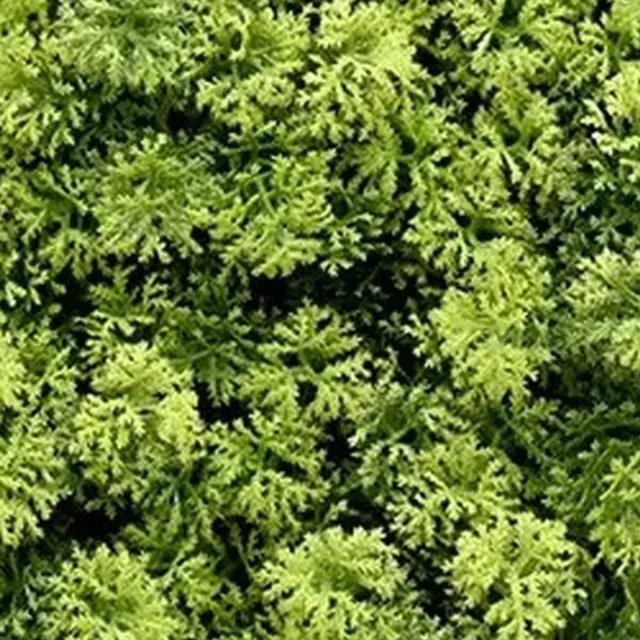 Buitengewoon Boet Kunstplanten mat 50x50 cm houttuynia cordata Buitengewoon de Boet groen