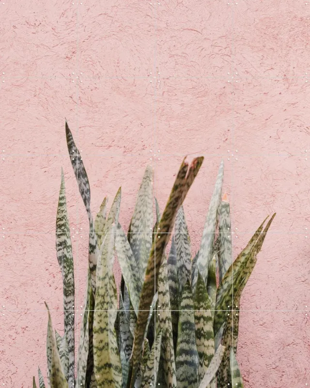IXXI Botanical Scene In Marrakech, Photolovers - 80 x 100 cm - Grote wanddecoratie en posters - Illustraties, Fotografie, Minimalisme, Naturalisme Beige / Roze / Groen