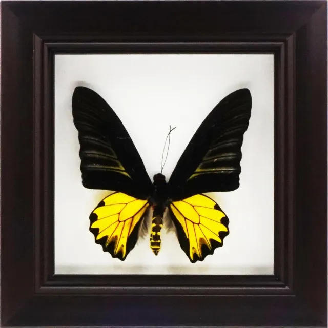 Apeirom Decoratief opgezette vlinder in donkerbruine 3D lijst. Golden Spot Emperor Butterfly zwart, geel.