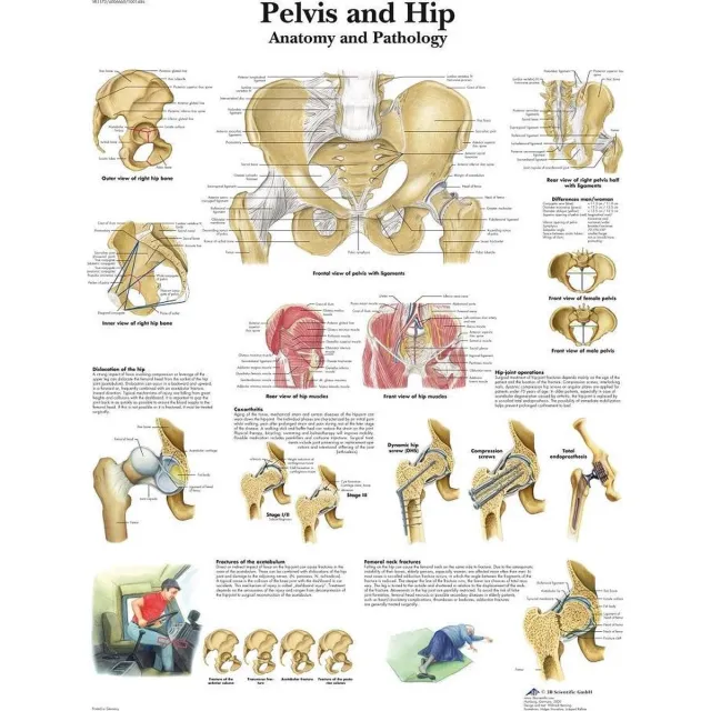 3B Scientific Het menselijk lichaam - anatomie poster bekken en heup (gelamineerd, 50x67 cm) Bekken / heup (gelamineerd, 50x67 cm)