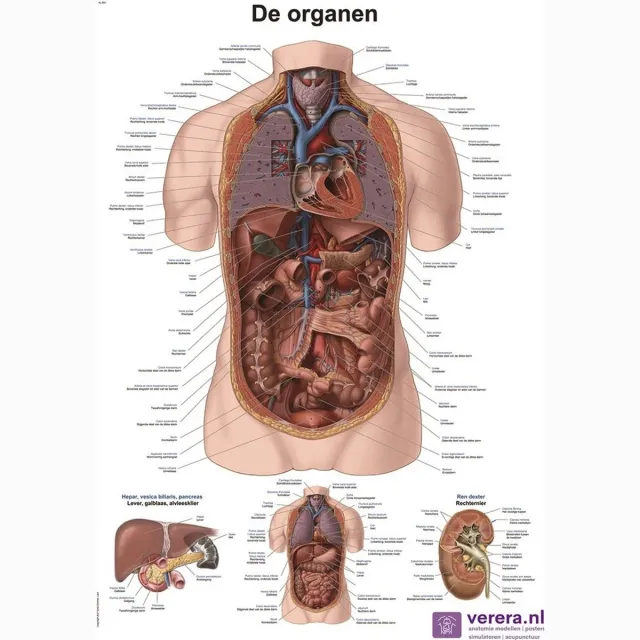 Verera.nl Anatomie poster organen (Nederlands/Latijn, papier, 50x70 cm) + ophangsysteem met ophangsysteem