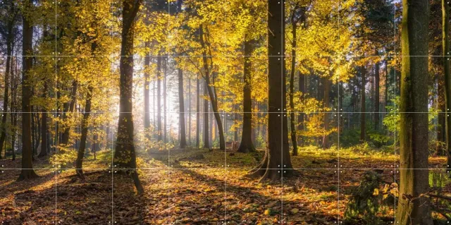IXXI panoramic forest, Jan Becke - 160 x 80 cm - Grote wanddecoratie en posters - Impressionisme, Fotografie, Naturalisme, Slaapkamer, Woonkamer Geel