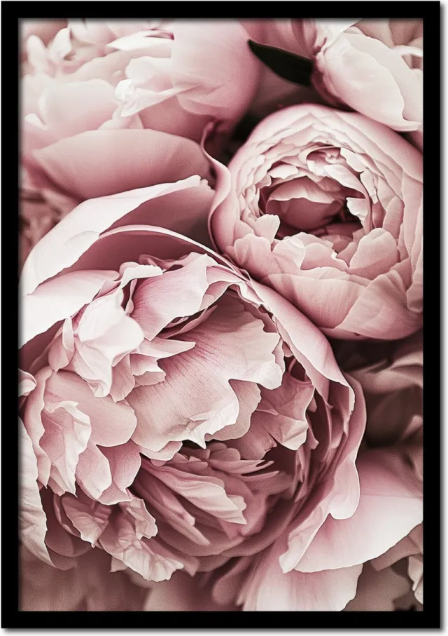 Plakkers Poster gesloten pioenrozen - 70cm x 100cm - vintage - woonkamer - slaapkamer - bloemen posters - goedkoop - muurposter - natuur - wanddecoratie Full-colour
