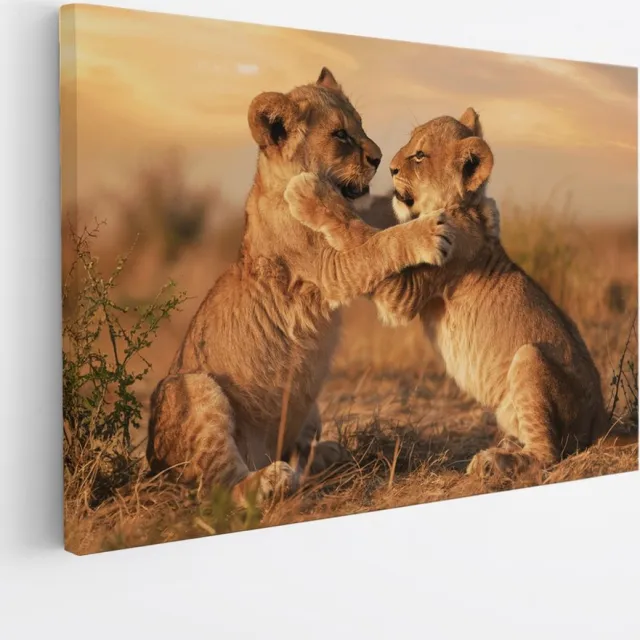 Saammp Canvas Schilderij - 2 Leeuwen welpen aan het spelen - Dieren - Natuur - 50x40 - Foto op canvas - Wanddecoratie - Muurdecoratie Woonkamer - Slaapkamer decoratie - Canvas Print Multicolor