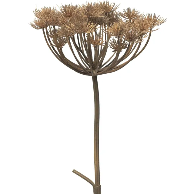 Bellatio Design Kunstbloem/kunsttak Berenklauw/heracleum - 98 cm - losse steel - kunst zijdebloem takken Lichtbruin