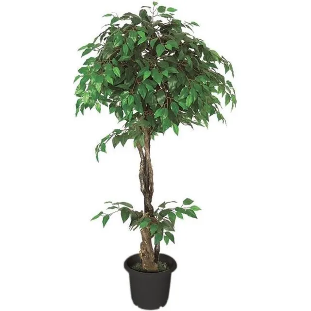 Brulo Ficus Benjamin 160 cm groen