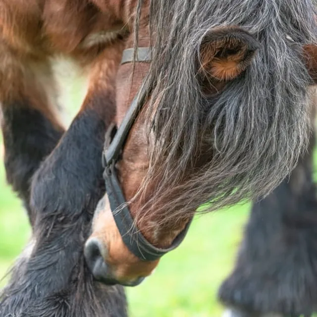 Passion For Art Trekpaarden TW24 - Foto - Ton van der Weerden - Fine Art Print op fotokwaliteit papier - 40 x 60 cm kleur