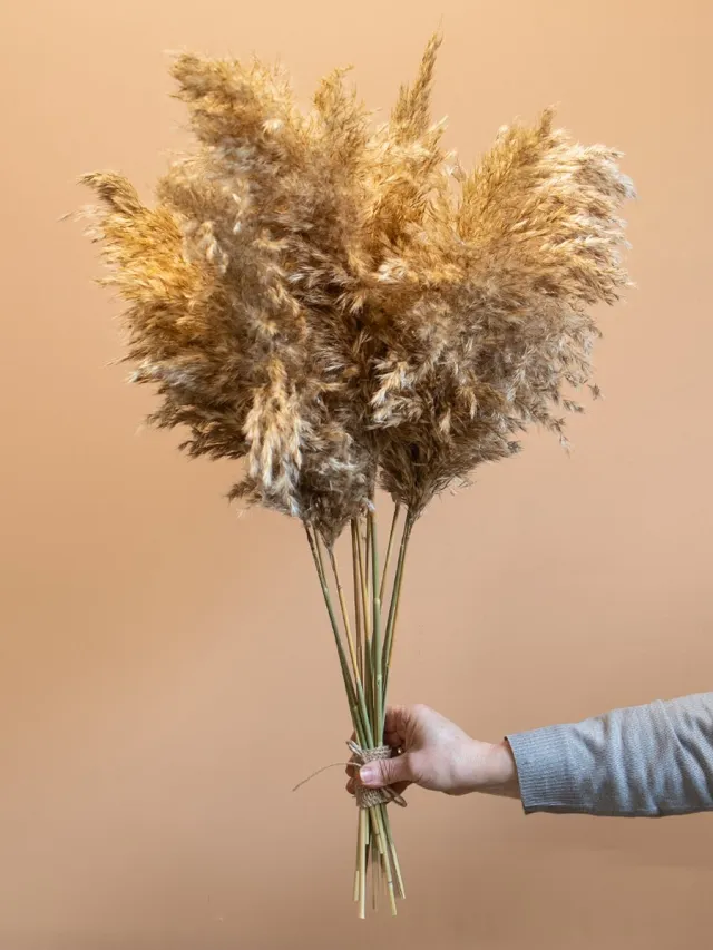 Roselin Deco 10 x Wooly Pampas Pluimen | Droogbloemen | Droogbloemenboeket Bruin