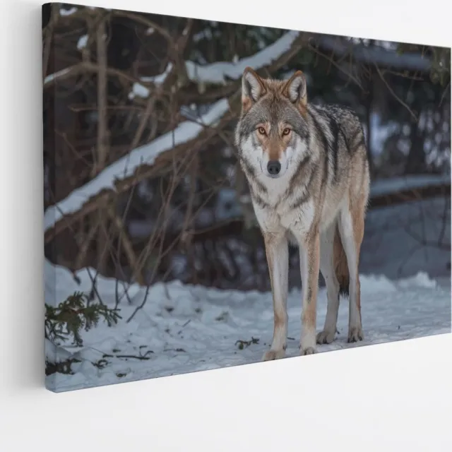 Saammp Canvas Schilderij - Wolf in de sneeuw - Winter - Dieren - Natuur - 100x75 - Foto op canvas - Wanddecoratie - muurdecoratie Woonkamer - Slaapkamer decoratie - Canvas Print Multicolor
