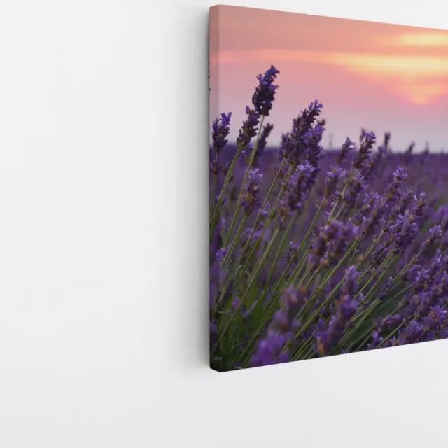 Saammp Canvas Schilderij - Lavendel tijdens zonsondergang - Natuur - Landschap - 30x30 - Foto op canvas - Wanddecoratie - Muurdecoratie Woonkamer - Slaapkamer decoratie - Canvas Print Multicolor