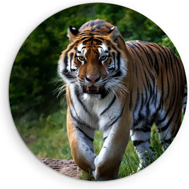 Saammp Forex Muurcirkel - Tijger op bospad - Natuur - Dieren - Ø 80 - Wandcirkel - Wanddecoratie Cirkel - muurdecoratie Woonkamer - Slaapkamer decoratie - Rond Schilderij