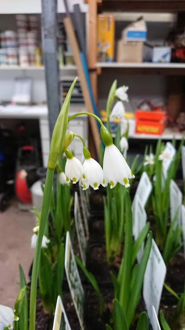 Waterplantenspecialist Leucojum aestivum (set van 6 stuks P9) Wit
