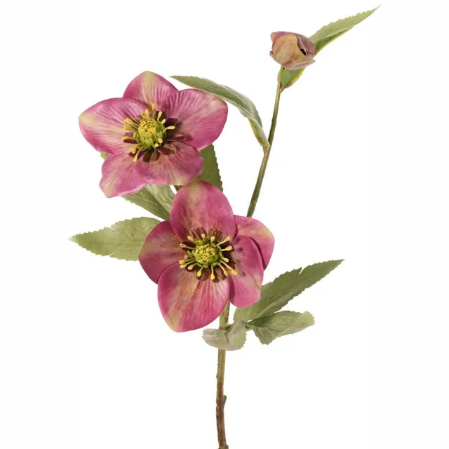 Top Art Helleborus Kerstroos met 2 bloemen 8 cm & 10 cm & 1 knop 8 bladeren... groen