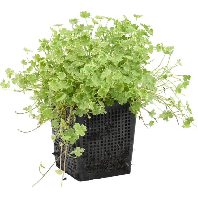 Bloomique Hydrocotyle Variegata - Bonte Waternavel - Vijverplanten - Waterplanten - Winterhard - Hoogte 10-20 cm - Pot 11 cm 1x Kweekpot