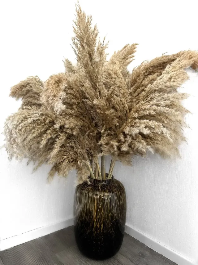 HoA Creative Droogbloemen Pampas XXL | Pampas Pluimen - Pampas gras - droogbloemen - Pampasgras gedroogd - 20 stuks - 100 cm - decoratie boeket naturel