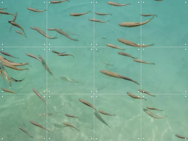 IXXI Fishing In China, Photolovers - 80 x 60 cm - Grote wanddecoratie en posters - Naturalisme, Fotografie, Realisme, Woonkamer, Strandhuis, Zeeleven Blauw / Groen
