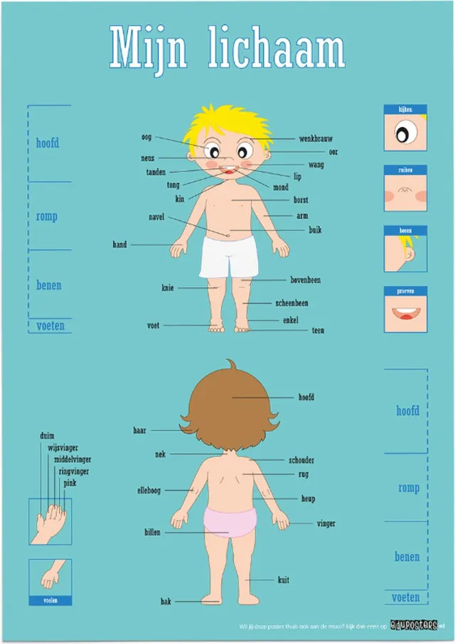 eduposters Educatieve poster (Posterpapier) - Biologie mijn lichaam - 42 x 59.4 cm (A2) Beige