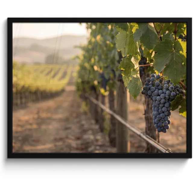 FrameYourWall Poster in lijst - Fotolijst 80x60 cm - Posters - Druiven - Wijngaard - Zonlicht - Posterlijst zwart - Decoratie - Wanddecoratie woonkamer - Muurdecoratie slaapkamer