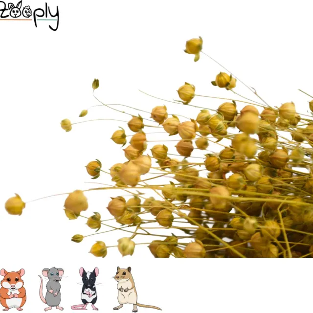 Zooply Lijnzaadplant - 110 gram - in koker