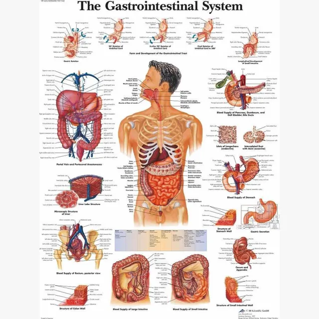 3B Scientific Het menselijk lichaam poster - Spijsvertering (gelamineerd, 50x67 cm) + ophangsysteem Spijsvertering + ophangsysteem