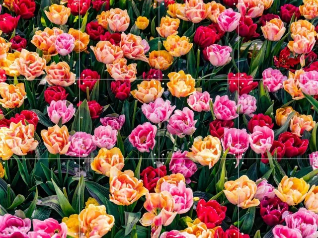 IXXI Keukenhof, Margriet Hulsker - 80 x 60 cm - Grote wanddecoratie en posters - Fotografie, Kleurrijk, Woonkamer, Eetkamer, Tulpen, Natuur, Bloemen Oranje / Roze