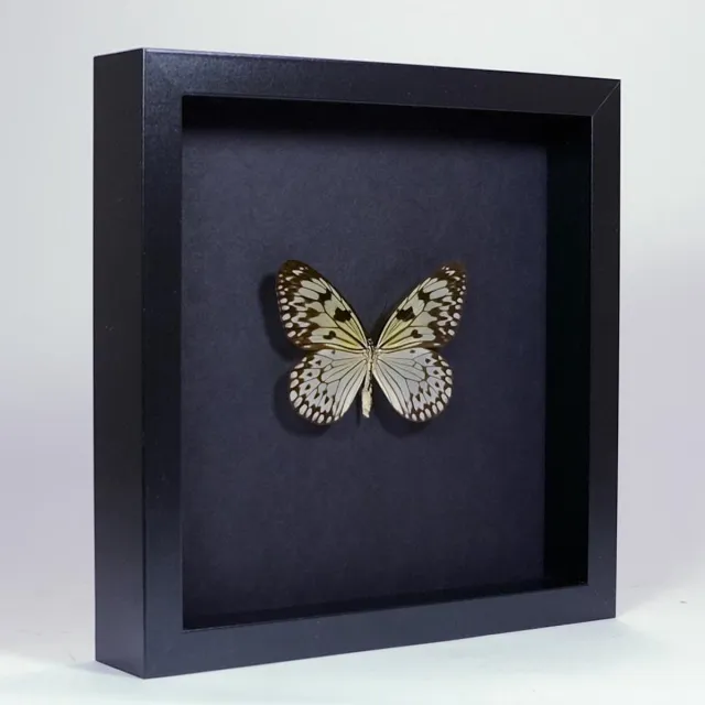 Vlinders in Lijst Opgezette vlinder in elegant zwarte lijst - Idea leuconoe obscura