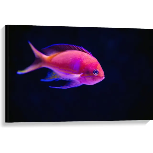 KuijsFotoprint Canvas - Roze Visje in de Zee - 90x60cm Foto op Canvas Schilderij (Wanddecoratie op Canvas) Blauw