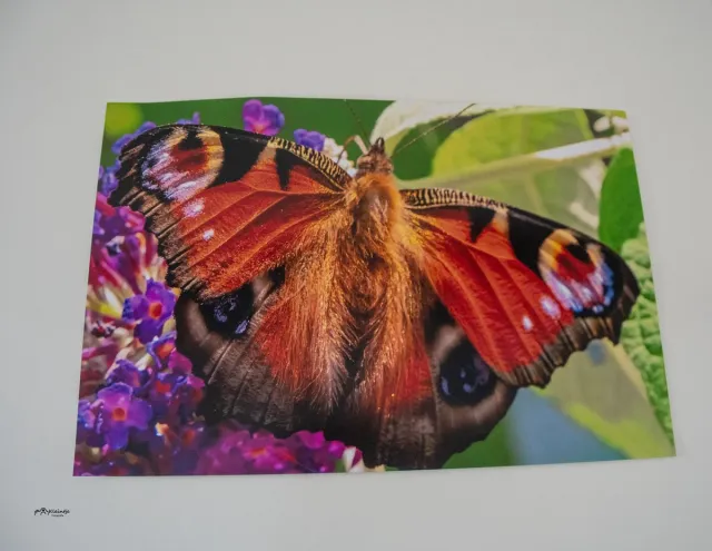 kleintje fotografie Vlinder Poster 60x 40 CM groen