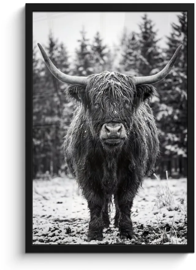 FrameYourWall Poster in lijst - Fotolijst 40x60 cm - Posters - Schotse hooglander - Zwart - Wit - Sneeuwvlokken - Posterlijst zwart - Decoratie - Wanddecoratie woonkamer - Muurdecoratie slaapkamer