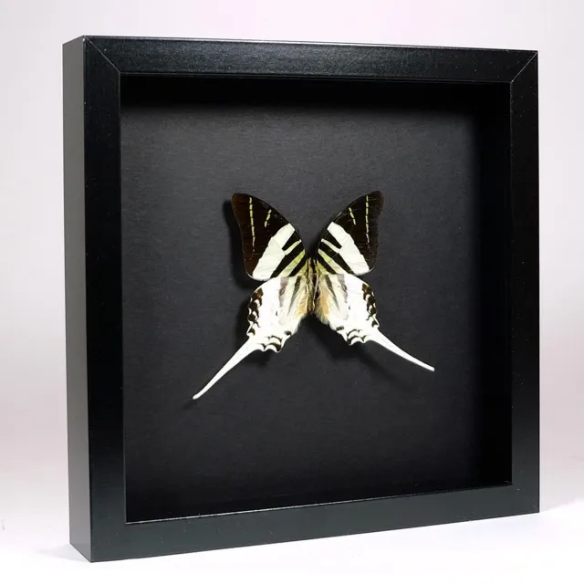 Vlinders in Lijst Opgezette vlinder in elegant zwarte lijst - Graphium androcles