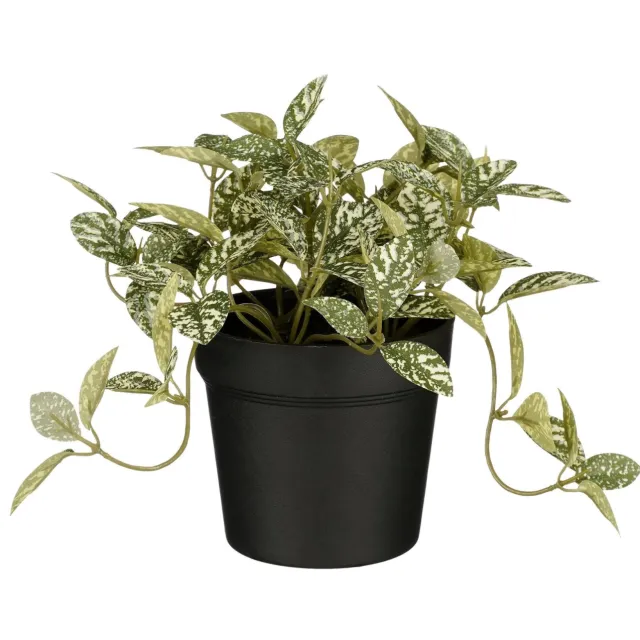 Mica Decorations kunstplant Fittonia bont/groen