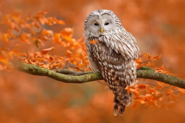 Vgdesign Uil op herfsttak 130x70 cm tuinposter banner VGDesign onbekend